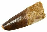 Fossil Spinosaurus Tooth - Feeding Worn Tip #344520-1